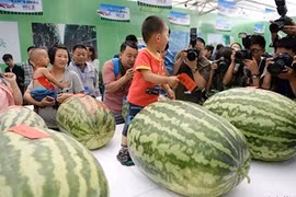 Choáng váng những quả dưa hấu khổng lồ, tới 80kg