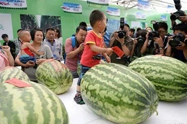 Choáng váng những quả dưa hấu khổng lồ, tới 80kg