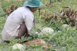 Quảng Ngãi: Mới đầu vụ nhưng ớt và dưa hấu đã "ngắc ngoải"
