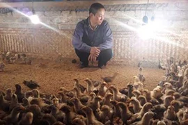 Người nuôi gà điêu đứng vì H7N9: Gà Yên Thế thất thủ