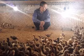 Người nuôi gà điêu đứng vì H7N9: Gà Yên Thế thất thủ