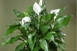 15 loại cây hút khí độc tốt nên trồng trong nhà mùa hè