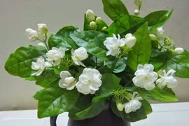 Cây phong thủy: Thiếu cây này trong nhà, sống phí cả đời