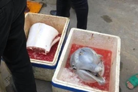 Cá heo trắng quý hiếm bị xẻ thịt bày bán ngay trên phố gây phẫn nộ