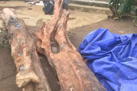 Đào được cây trắc đỏ “khủng” có giá hàng trăm triệu đồng