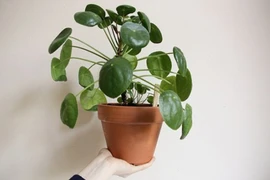 Trồng cây này ắt mang lại sức khỏe và tiền tài không ngờ