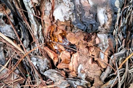 Phá rừng ở Lâm Đồng: Yêu cầu tạm đình chỉ công tác 2 chủ tịch xã