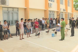 Đắk Lắk: Triệt phá trường đá gà ăn tiền hoạt động quy mô lớn