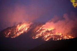 Lâm Đồng: Rừng phòng hộ đèo Prenn Đà Lạt cháy lớn