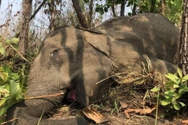 Đắk Lắk: Thêm 1 cá thể voi nhà chết vì bệnh