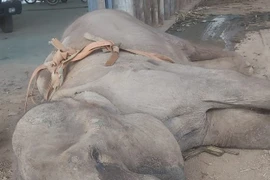 Đắk Lắk: Voi 34 năm tuổi chết nghi do đánh nhau