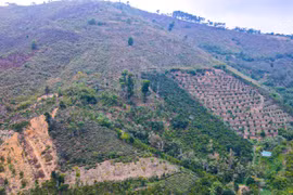 Lâm Đồng: Khởi tố nguyên Phó Ban quản lý rừng phòng hộ Đam B’ri