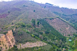 Lâm Đồng: Khởi tố nguyên Phó Ban quản lý rừng phòng hộ Đam B’ri