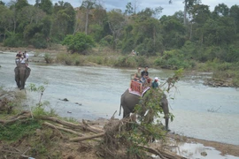 Đắk Lắk: 6 con voi nhà chính thức thoát cảnh nhọc nhằn “cõng” khách