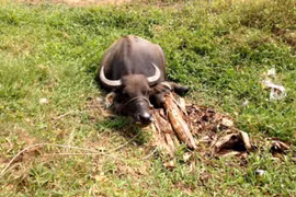 Hy hữu: Hàng chục con trâu bị đối tượng lạ chém đứt gân chân