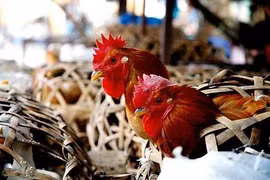 Hàng chục nghìn tấn gà thải loại nhập lậu vào Việt Nam mỗi tháng