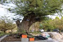 Chiêm ngưỡng bộ sưu tập 23 cây me trăm tuổi "khủng" nhất Việt Nam