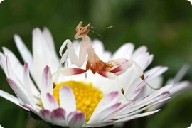 Những loài động vật sặc sỡ hút mắt nhất hành tinh