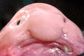 Top động vật kỳ dị nhất thế giới