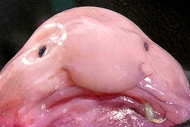 Top động vật kỳ dị nhất thế giới