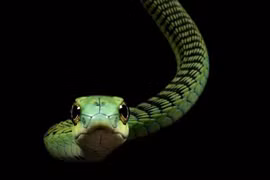 5 loài rắn độc nhất thế gian