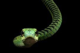 5 loài rắn độc nhất thế gian