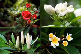 Top 10 loài hoa thơm quyến rũ nhất hành tinh