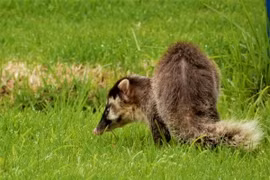 12 loài chồn thú vị nhất Việt Nam