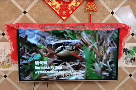 4 món đồ không nên đặt cạnh tivi, coi chừng tai họa ập đến