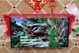 4 món đồ không nên đặt cạnh tivi, coi chừng tai họa ập đến