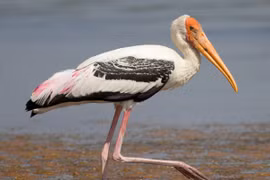 Cận cảnh 9 loài chim hạc cực quý của Việt Nam