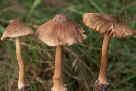 Nấm độc chết người: Nhận biết 2 loại nấm độc thường gặp