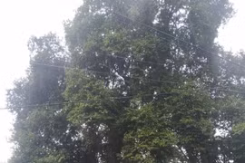 Cây thị hơn 300 tuổi được công nhận là Cây di sản Việt Nam