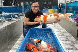 Thú chơi xa xỉ của đại gia cá Koi nức tiếng Việt Nam