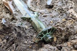 Kỳ lạ thanh kiếm bí ẩn từ mộ cổ 3.000 năm vẫn sáng loáng