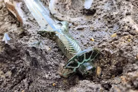 Kỳ lạ thanh kiếm bí ẩn từ mộ cổ 3.000 năm vẫn sáng loáng