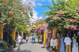 Mê mẩn giàn hoa giấy, sử quân tử đẹp "lịm tim" ở phố cổ Hội An