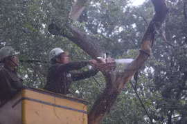 Cận cảnh chặt hạ cây sưa quý hiếm bên hồ Hoàn Kiếm