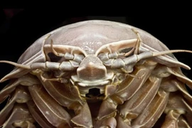 Bí ẩn loài bọ biển khổng lồ đắt hơn... tôm hùm 