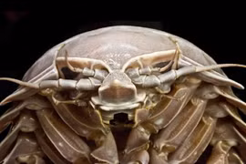 Bí ẩn loài bọ biển khổng lồ đắt hơn... tôm hùm 