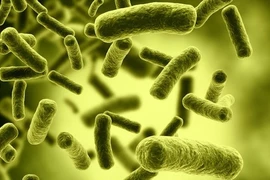 Nguyên nhân thực phẩm nhiễm độc tố botulinum