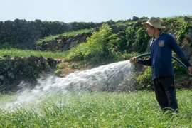 Quảng Ngãi: Thu gom nước mưa để 'giải khát' cho Lý Sơn