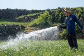 Quảng Ngãi: Thu gom nước mưa để 'giải khát' cho Lý Sơn