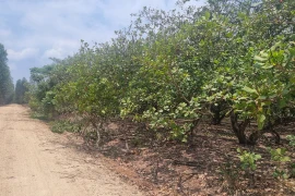 Đất dân khai hoang nhưng lại 'cấp nhầm' cho cán bộ 