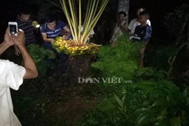 Chong đèn cả đêm để ngắm cây vạn tuế “đẻ” 400 “trứng vàng"