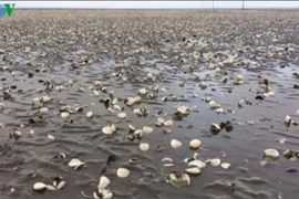 Nguyên nhân hải sản chết bất thường ở Kiên Giang