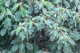 Uống lá lộc mại trốn "tào tháo đuổi", suýt toi mạng