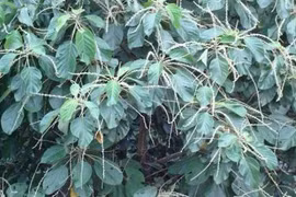 Uống lá lộc mại trốn "tào tháo đuổi", suýt toi mạng