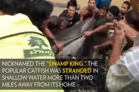 Video: Dân hò nhau giải cứu cá trê khổng lồ nặng 200kg mắc cạn 