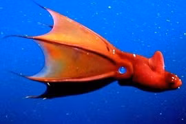 Bí ẩn dưới đáy đại dương muôn đời không lời giải 